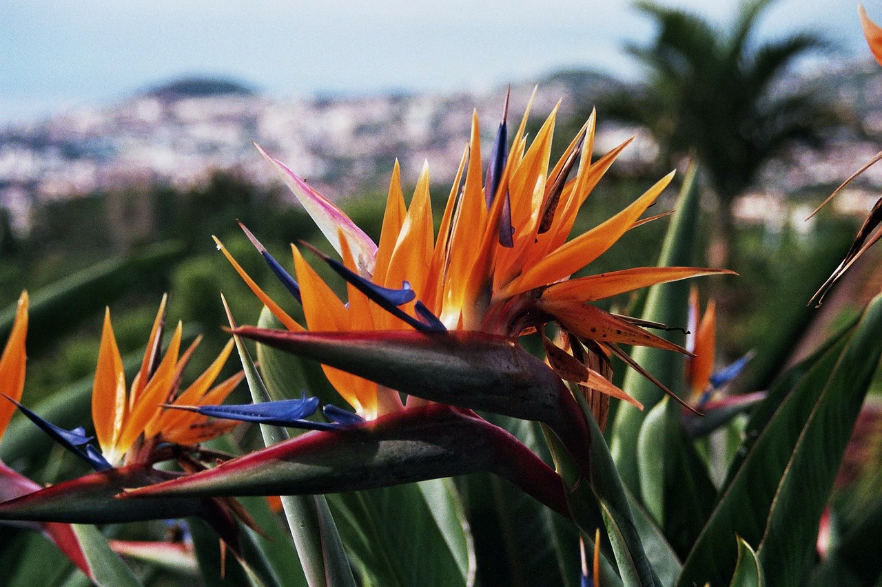 Lidojums uz Madeiru: no 111 EUR – kā plānot ceļojumu pašam?